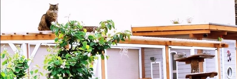 You are currently viewing Fachwerkbehausung für das Federvieh