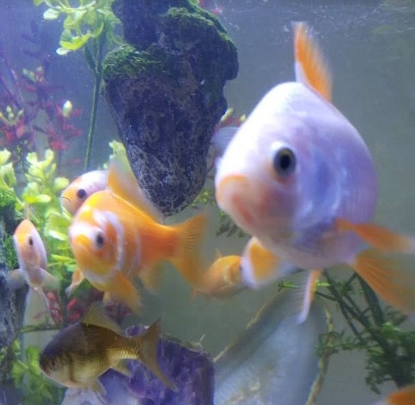 Goldfische nicht in Teich sondern im Aquarium