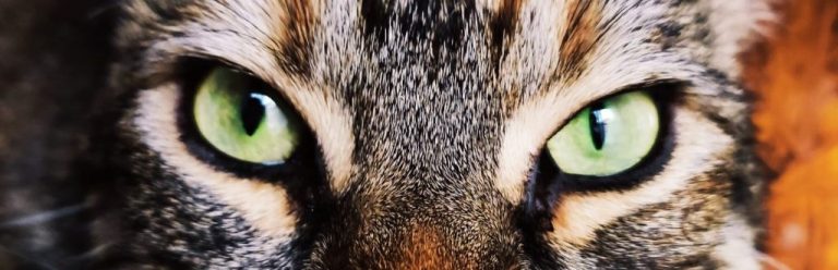 Read more about the article Kari