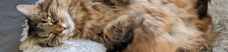 Read more about the article Karline