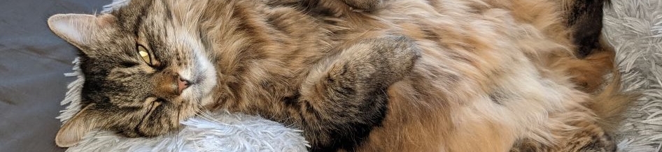 You are currently viewing Karline