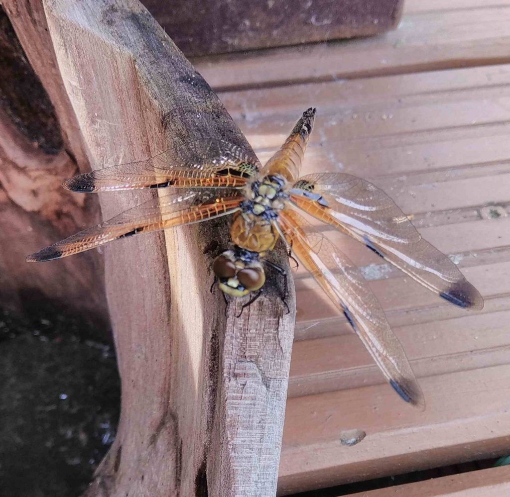 Eine Libelle auf der Terasse - ein wilder Besucher im Garten auf die wir besonders stolz sind und auf hellgrau nicht fehlen dürfen