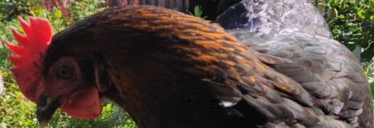 You are currently viewing Martha