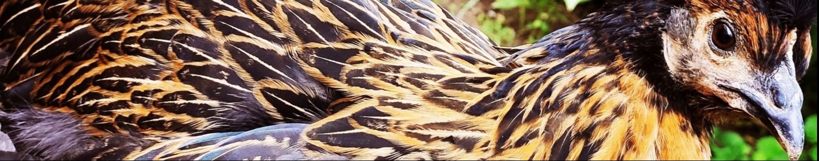 You are currently viewing Polly