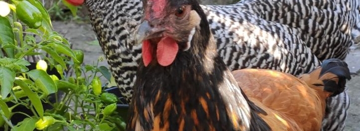 Read more about the article Roberta