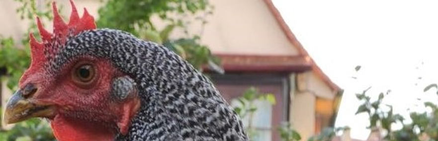 You are currently viewing Rosalie