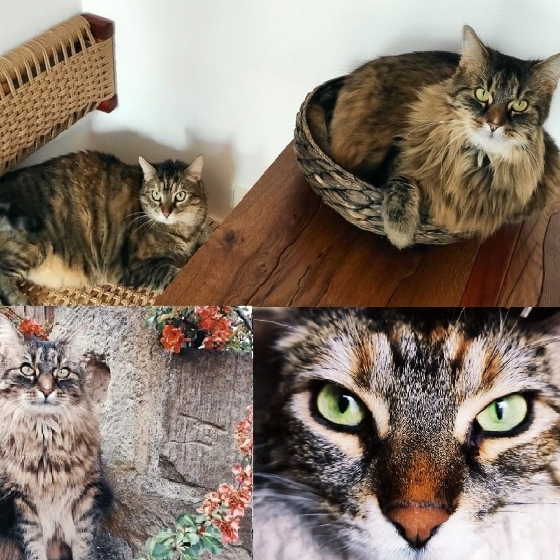 Unsere gestreiften Katzen Karline und Kari sind auch auf hellgrau vertreten