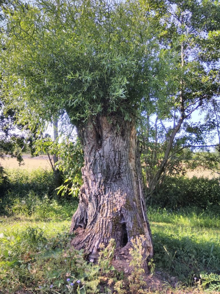 Bild einer alten Weide. Mittlerweile ist sie schon komplett hohl, treibt aber immer kräftig aus. Passend zum Motto dunkelgrau sind die Farben dunkel gefiltert.