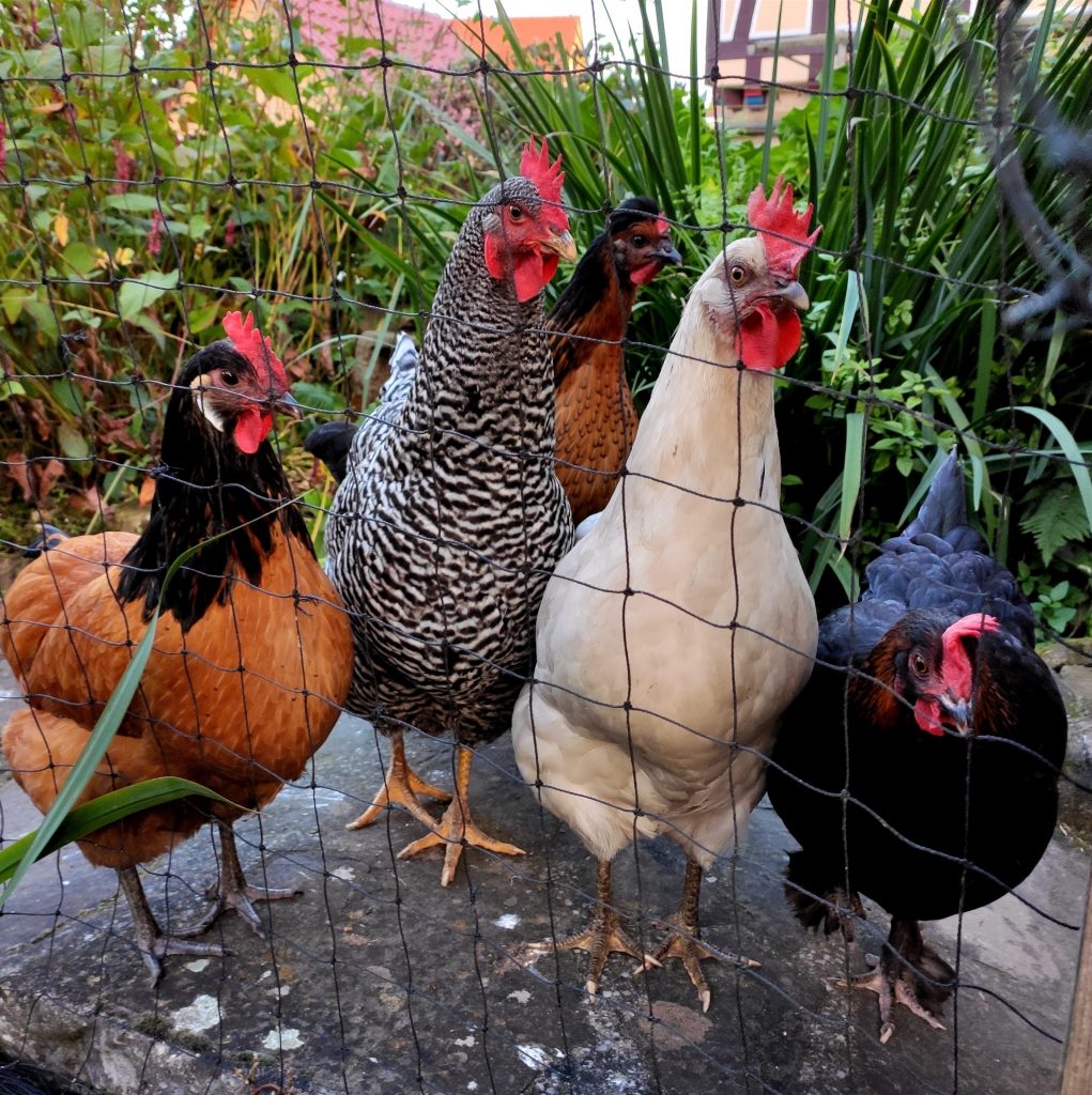 Unsere Hühner auf der Brücke am Teich. Von Links: Roberta, Rosalie, Polly, Coco und Martha